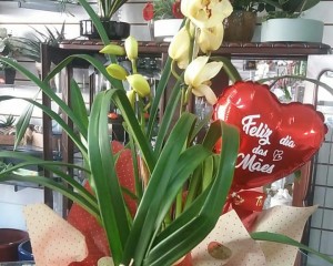 24- Orquídea Amarela com balão